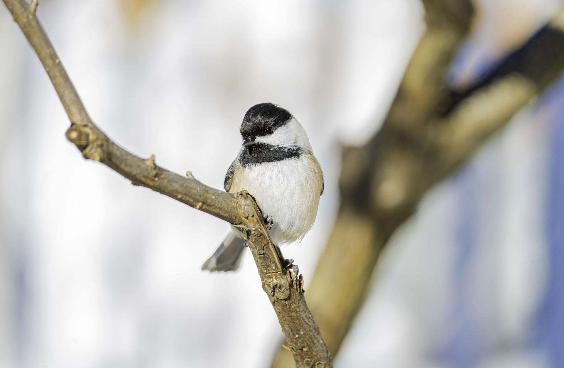 Jolie en hiver mésange perchée.