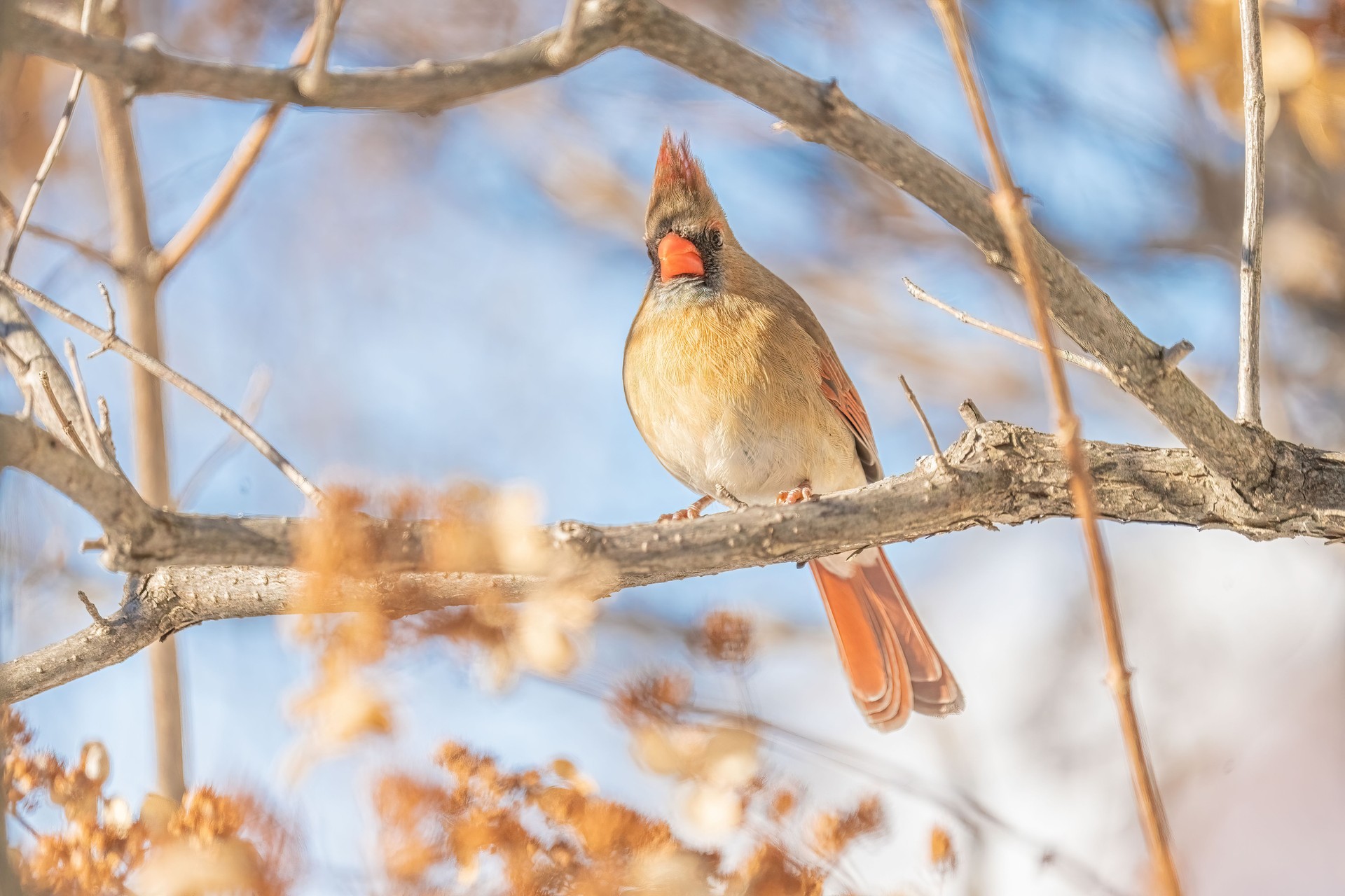 Cardinal en hiver