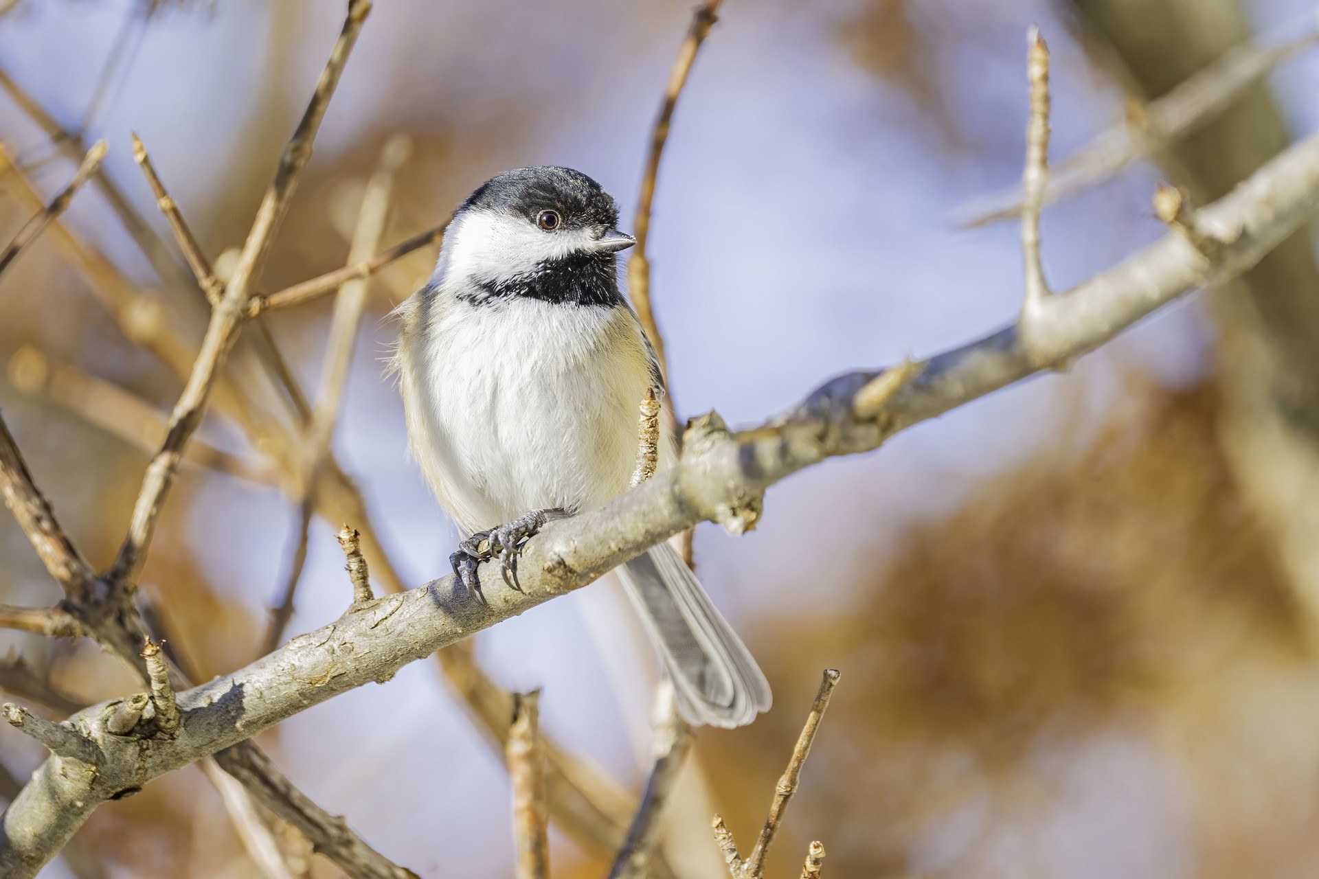 Jolie en hiver mésange perchée.
