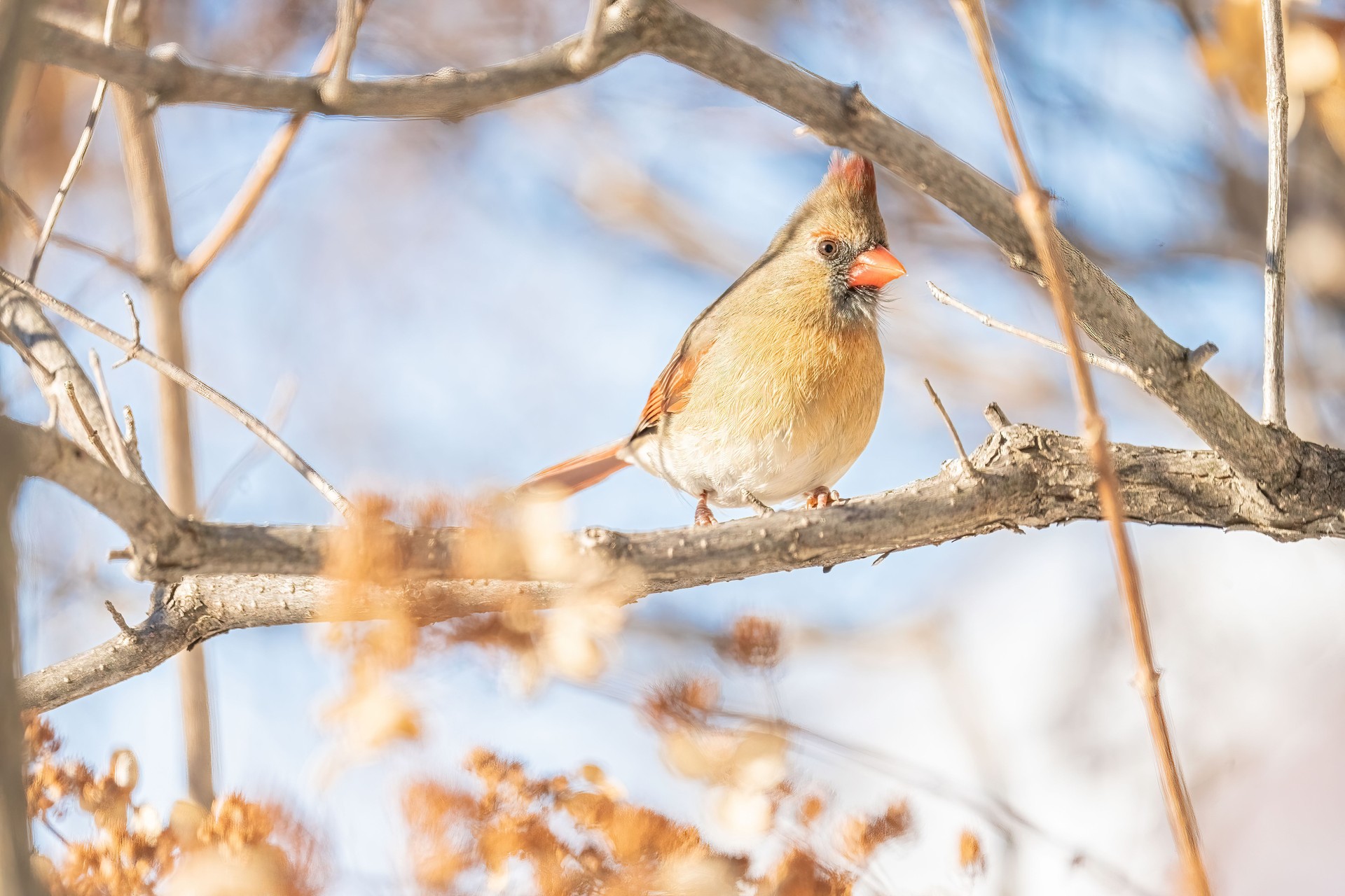 Cardinal en hiver