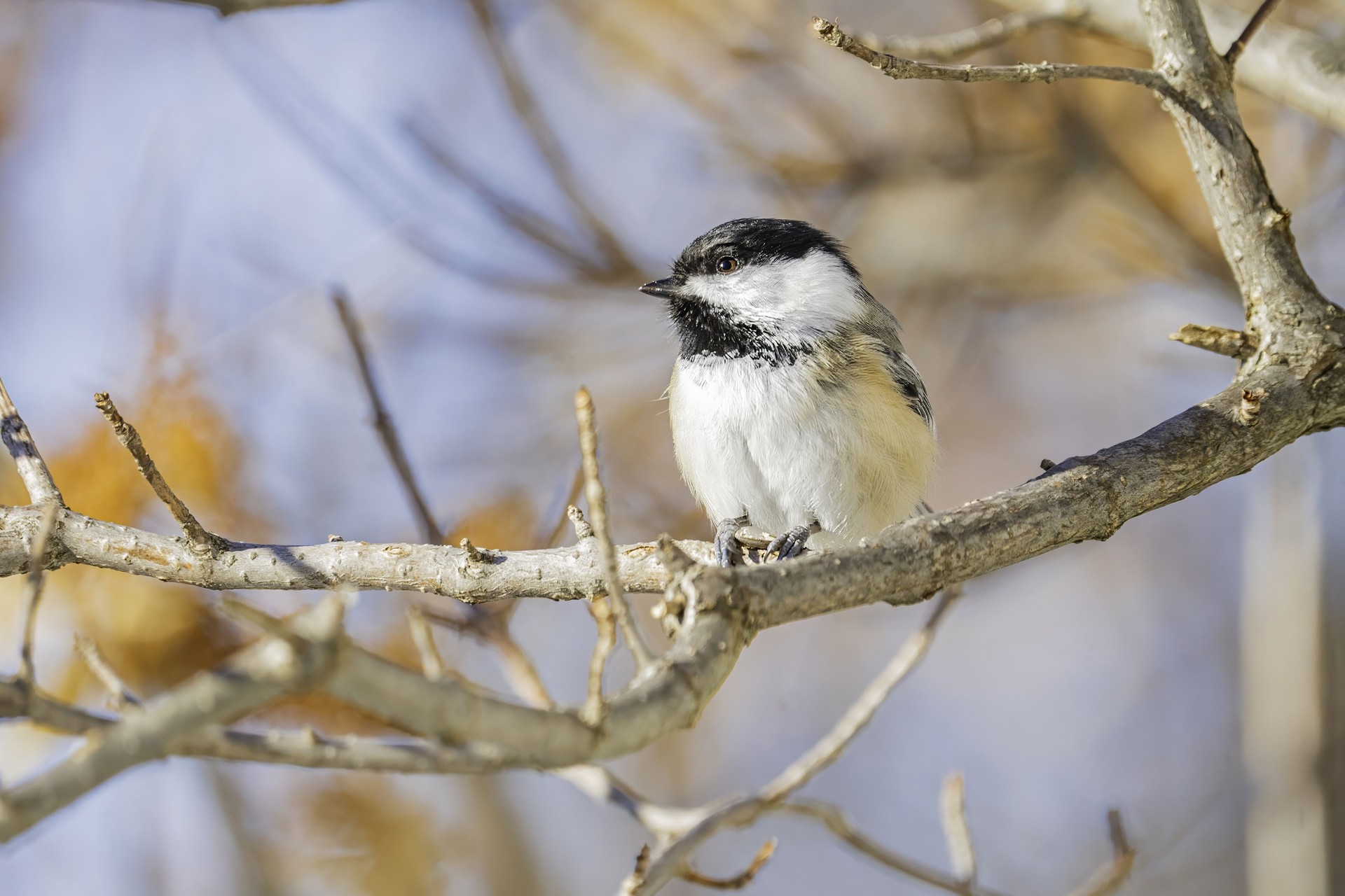 Jolie en hiver mésange perchée.